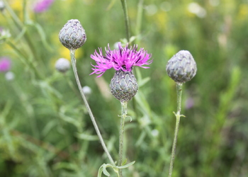 Skabiosen-Flockenblume (Centaurea scabiosa) - © Philipp Sengl